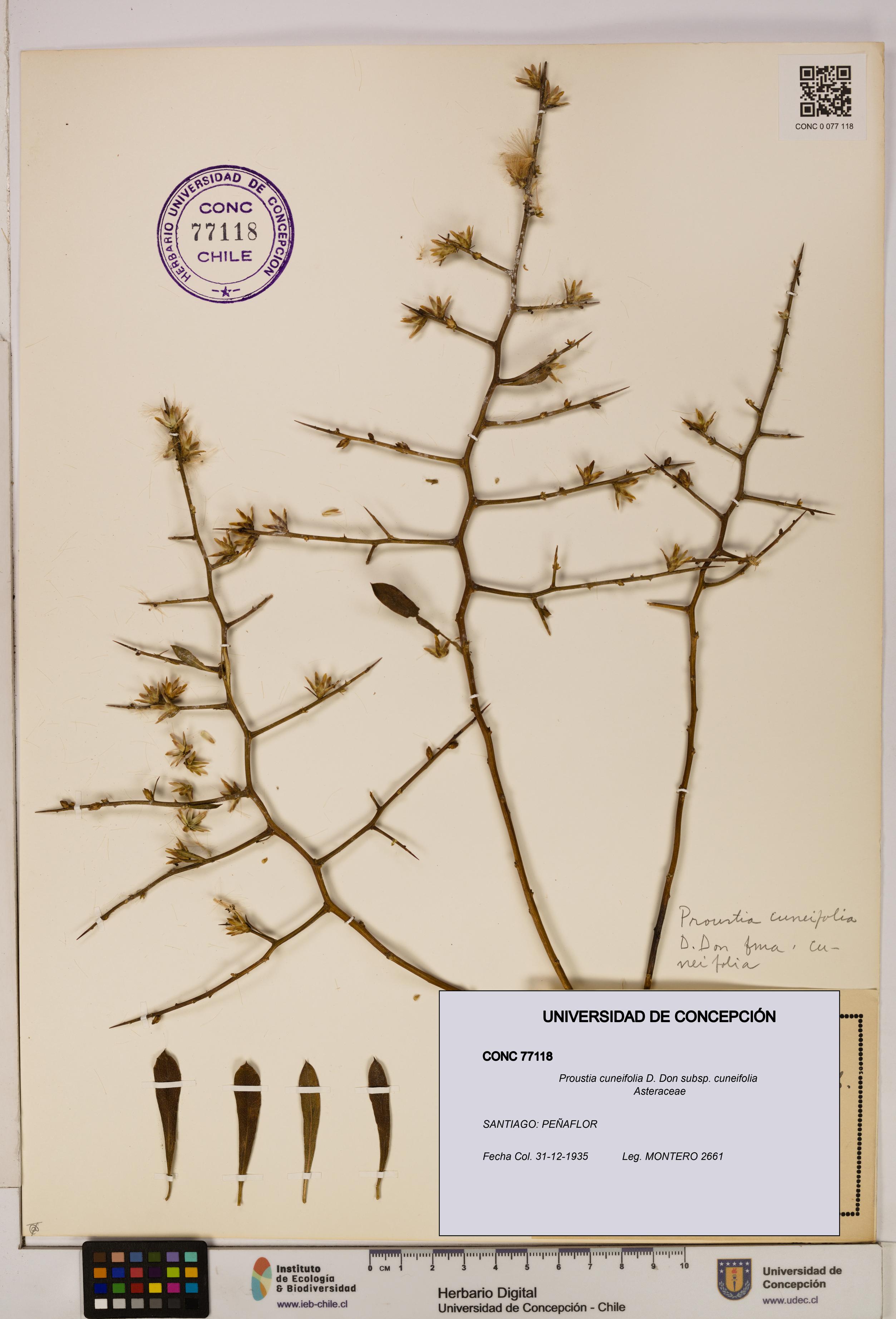 Proustia cuneifolia subsp. cuneifolia [Espécimen: UDEC:CONC:0077118]