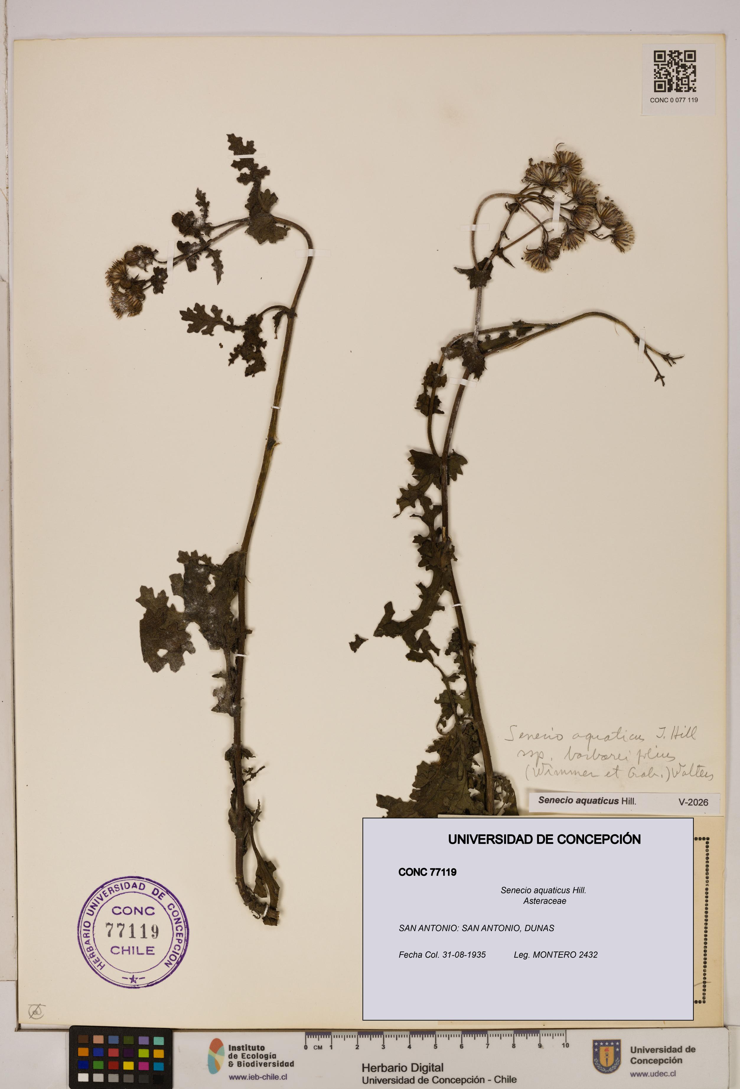 Senecio aquaticus [Espécimen: UDEC:CONC:0077119]