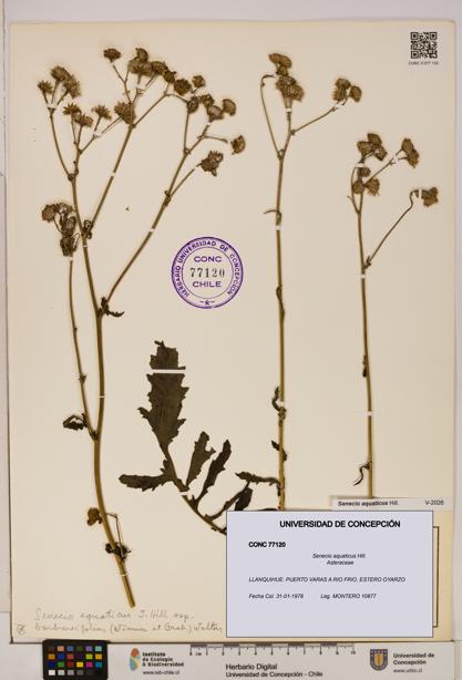 Senecio aquaticus [Espécimen: UDEC:CONC:0077120]