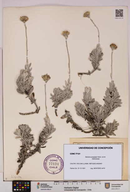 Senecio poeppigii [Espécimen: UDEC:CONC:0077121]