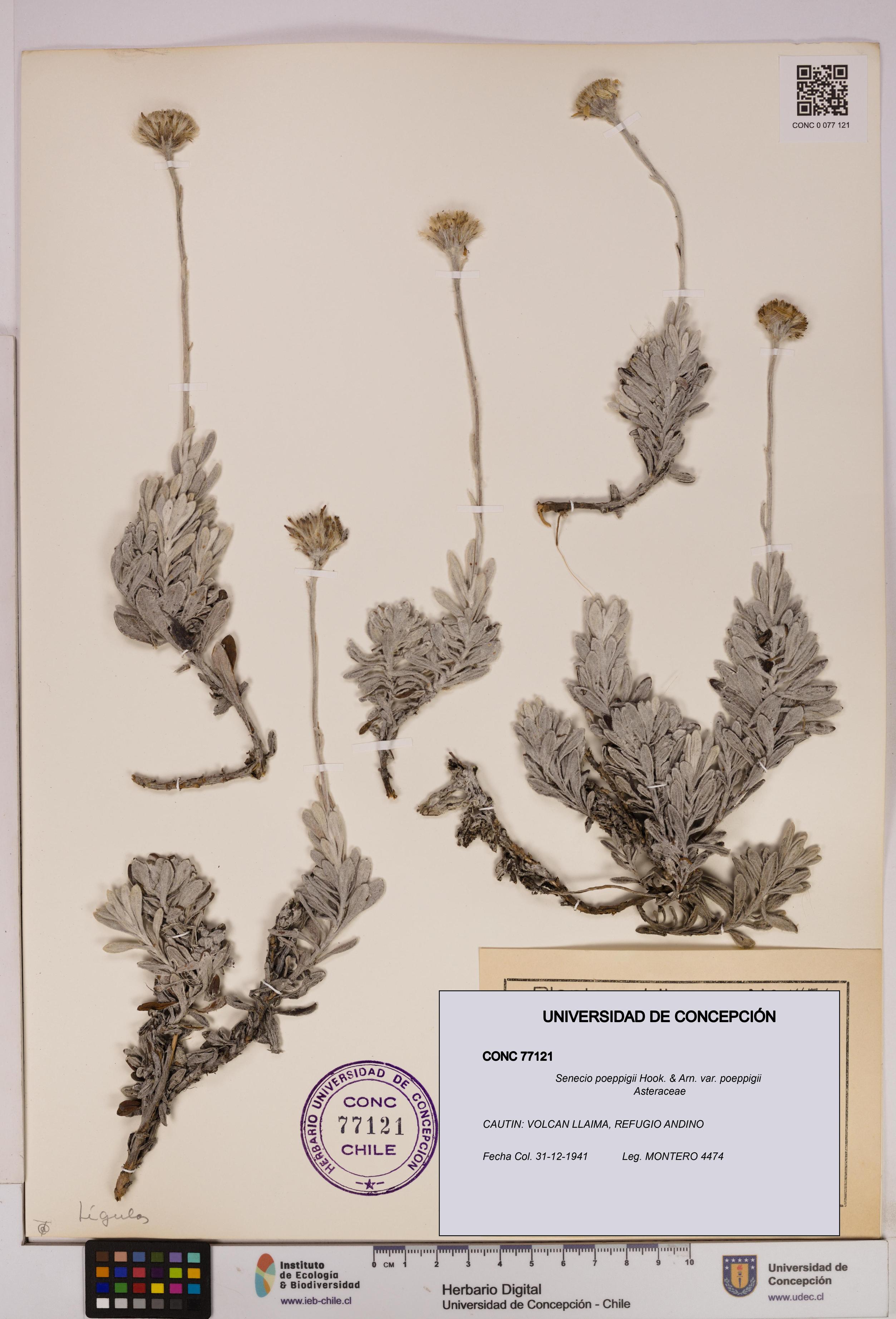 Senecio poeppigii var. poeppigii [Espécimen: ]