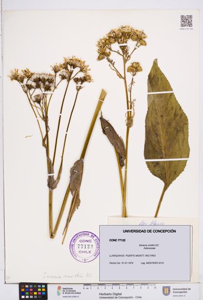Senecio smithii [Espécimen: ]