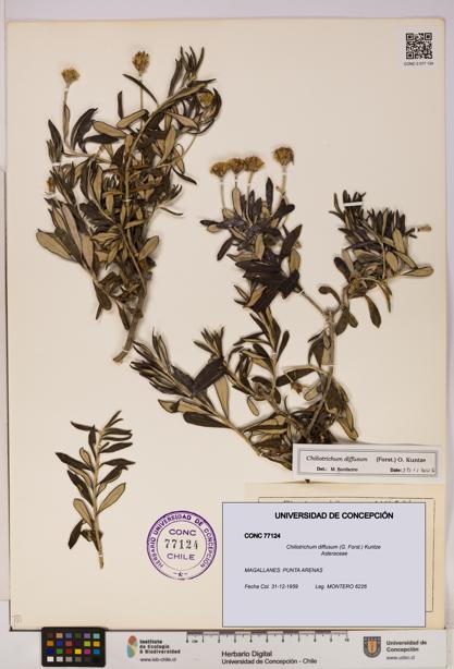 Chiliotrichum diffusum [Espécimen: UDEC:CONC:0077124]
