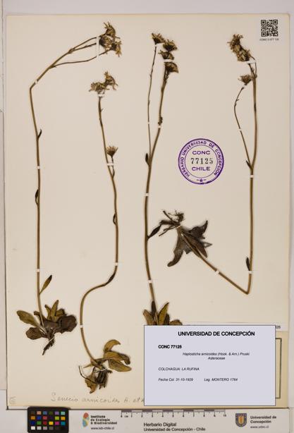 Haplosticha arnicoides [Espécimen: UDEC:CONC:0077125]