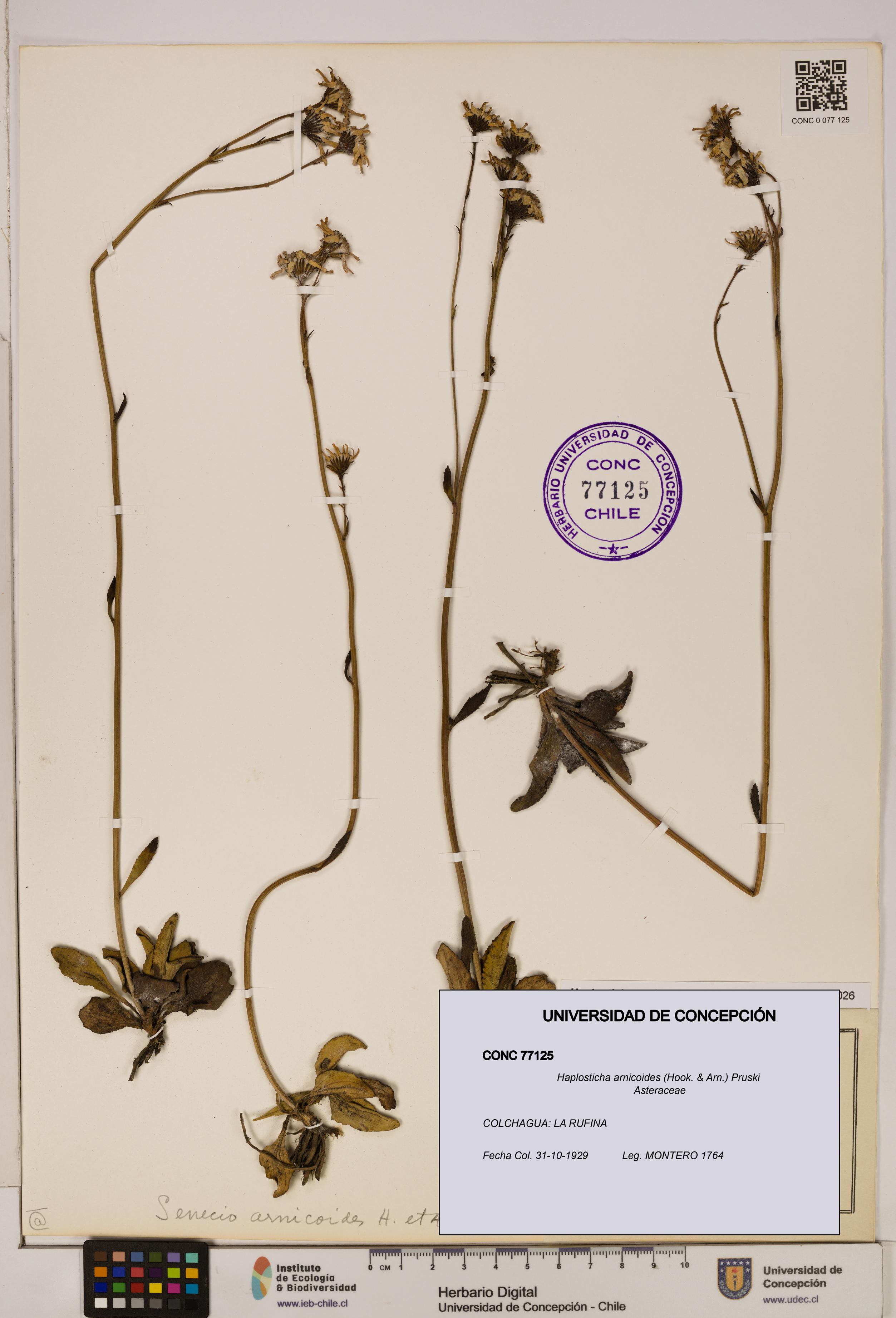 Haplosticha arnicoides [Espécimen: UDEC:CONC:0077125]