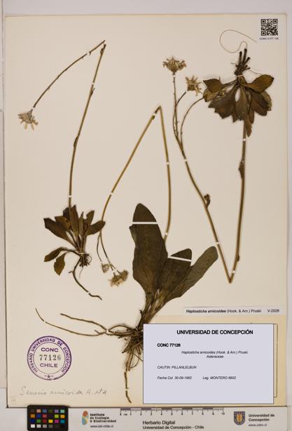 Haplosticha arnicoides [Espécimen: UDEC:CONC:0077126]