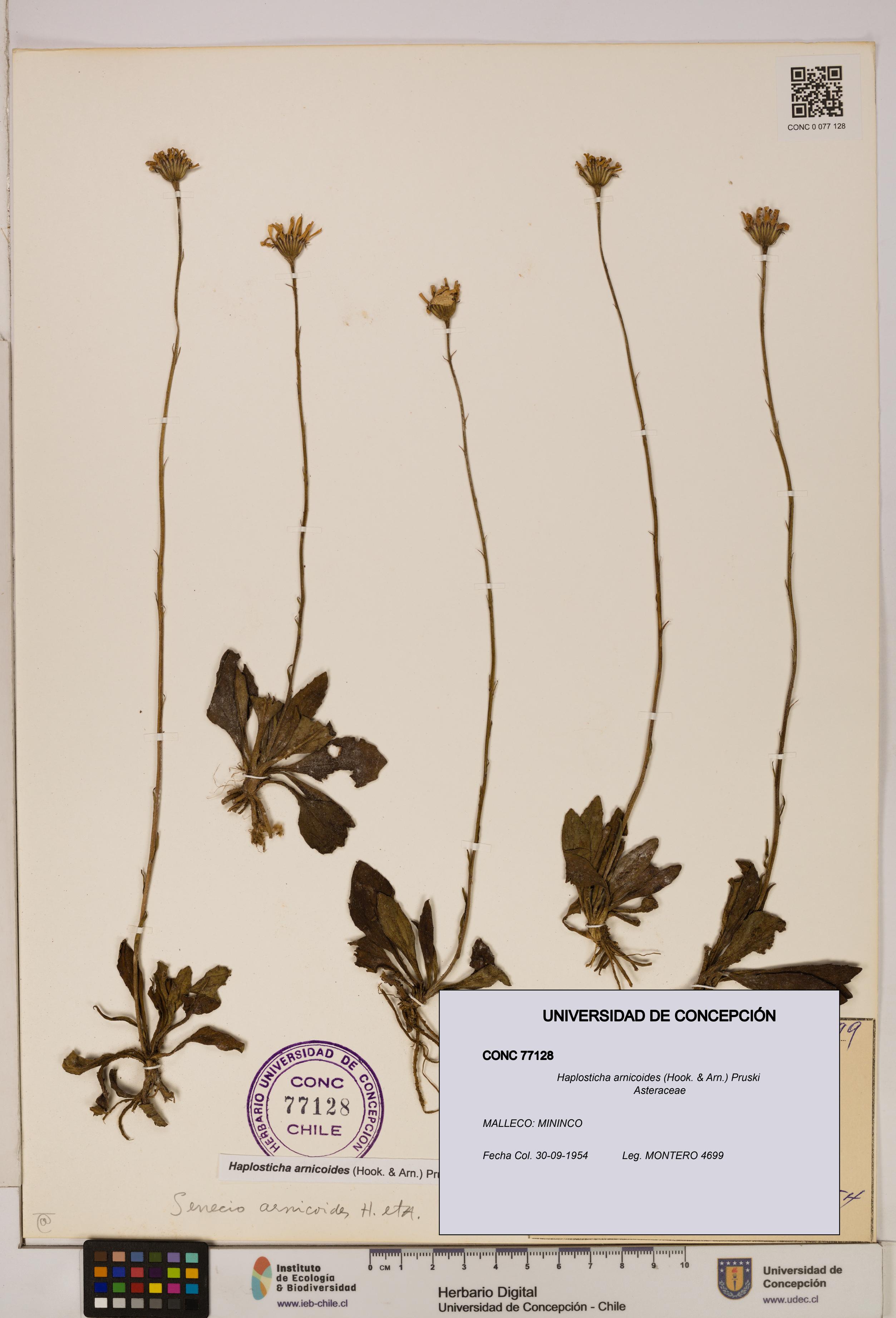 Haplosticha arnicoides [Espécimen: UDEC:CONC:0077128]