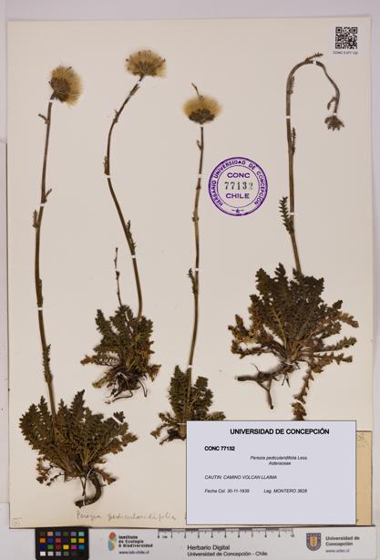 Perezia pedicularidifolia [Espécimen: UDEC:CONC:0077132]
