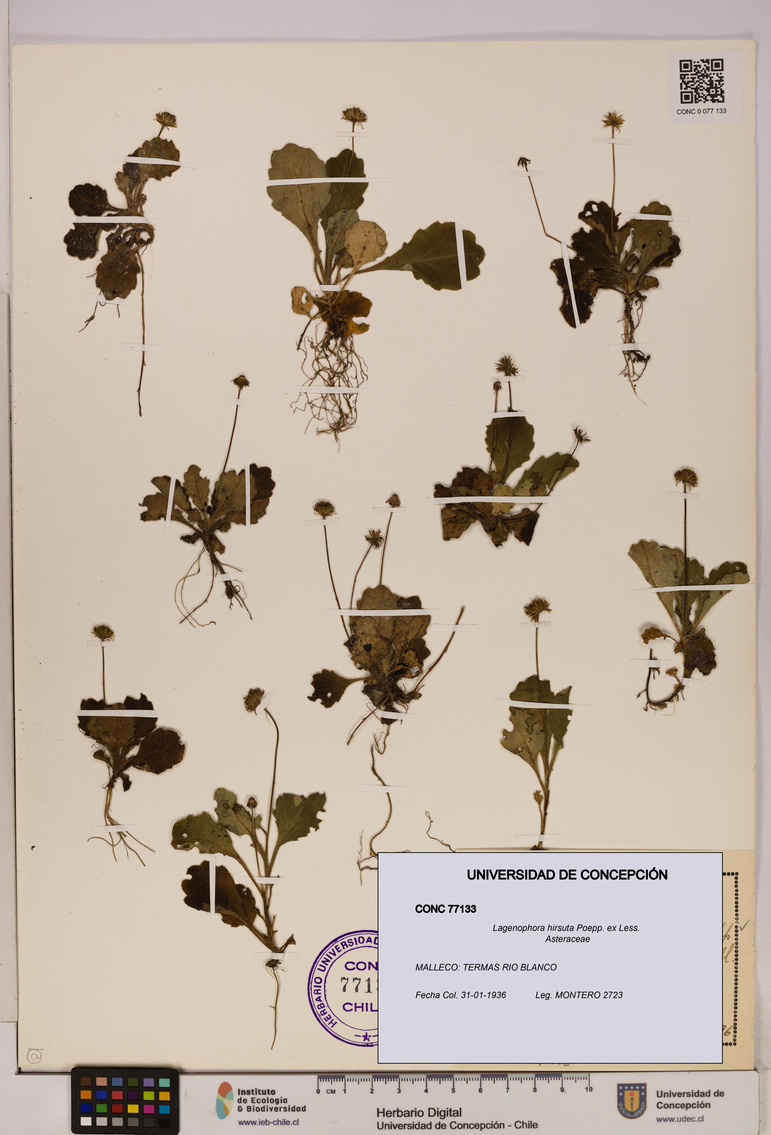Lagenophora hirsuta [Espécimen: ]