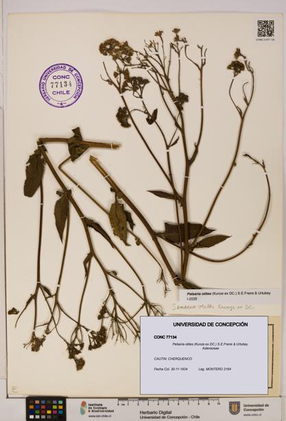Pelseria otites [Espécimen: ]