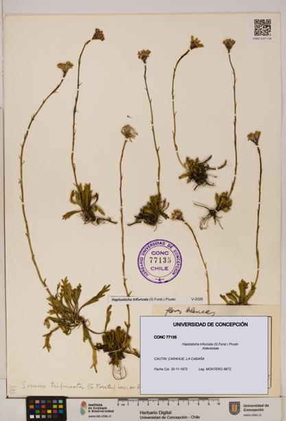 Haplosticha trifurcata [Espécimen: UDEC:CONC:0077135]