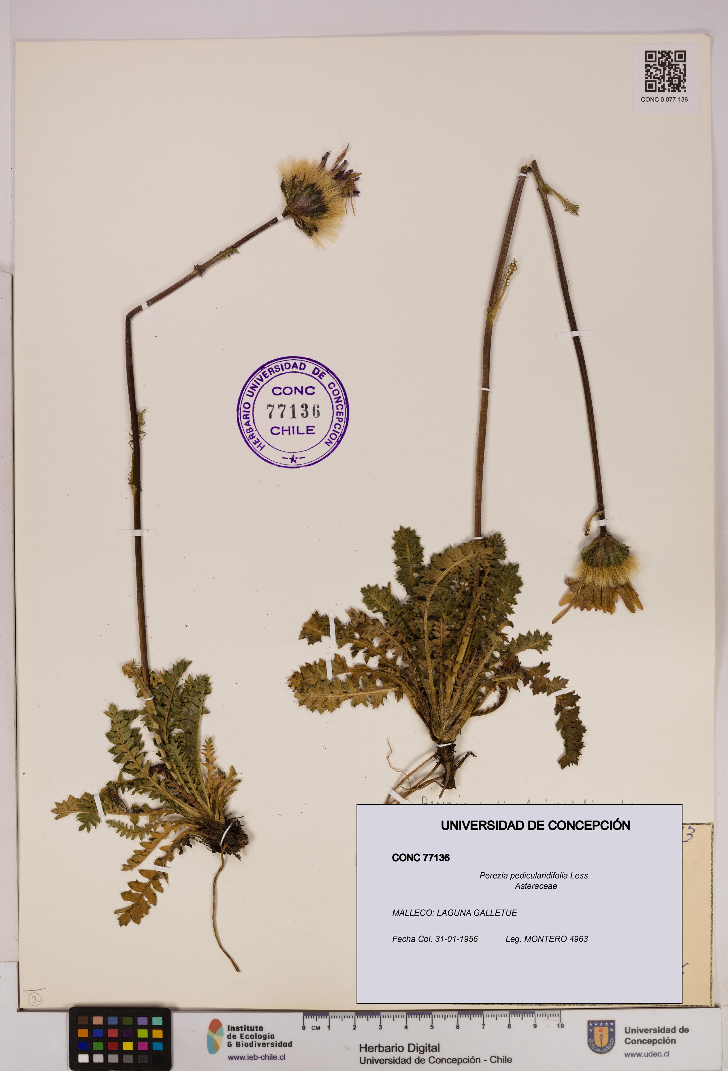 Perezia pedicularidifolia [Espécimen: UDEC:CONC:0077136]