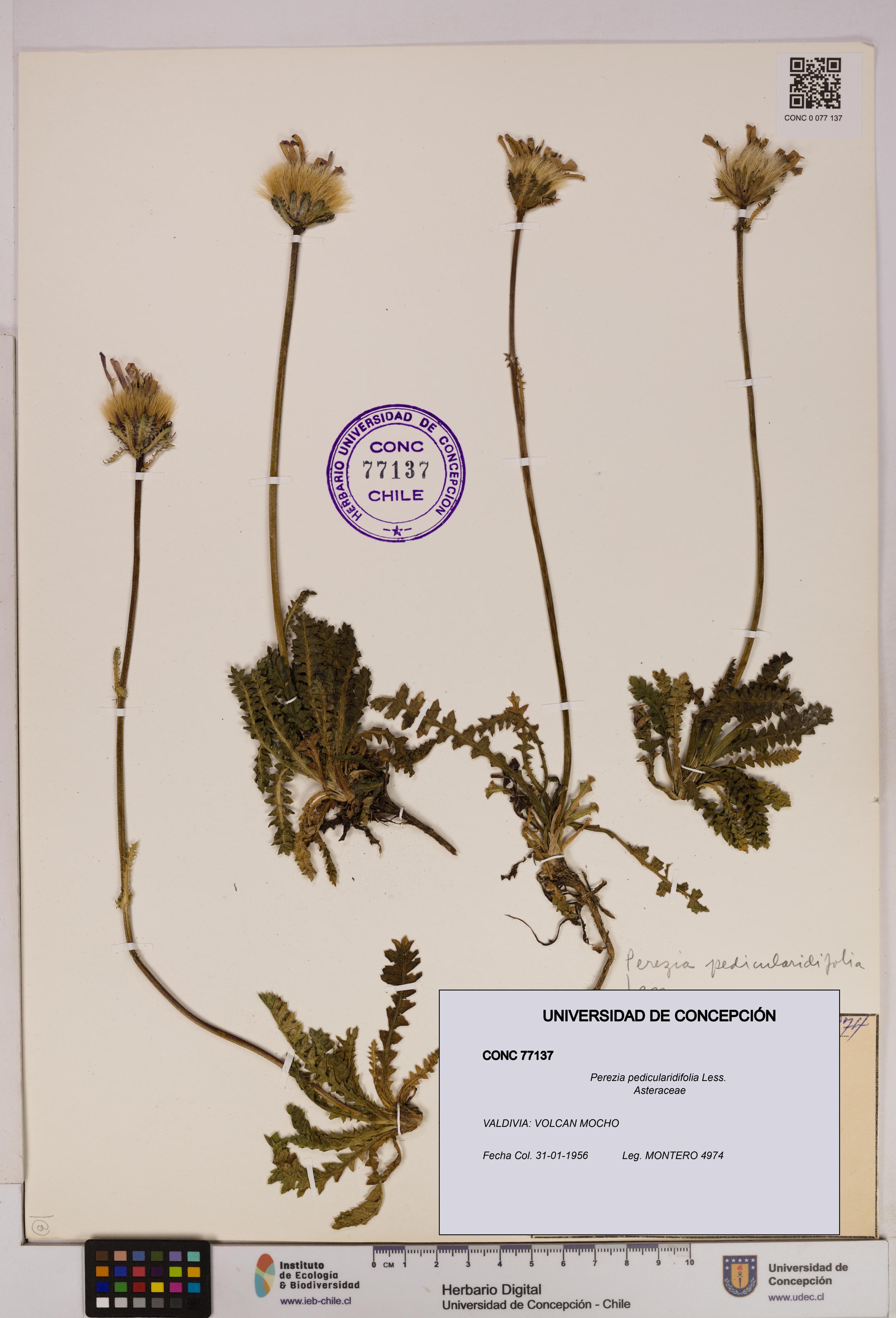 Perezia pedicularidifolia [Espécimen: UDEC:CONC:0077137]