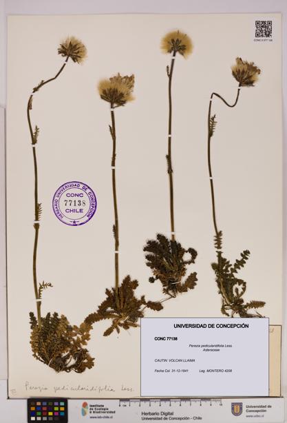 Perezia pedicularidifolia [Espécimen: UDEC:CONC:0077138]