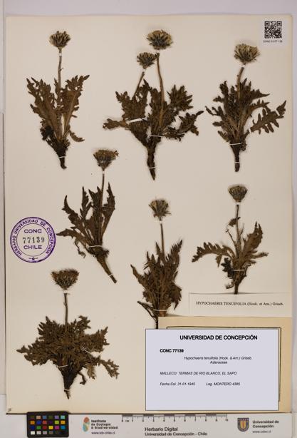 Hypochaeris tenuifolia [Espécimen: UDEC:CONC:0077139]