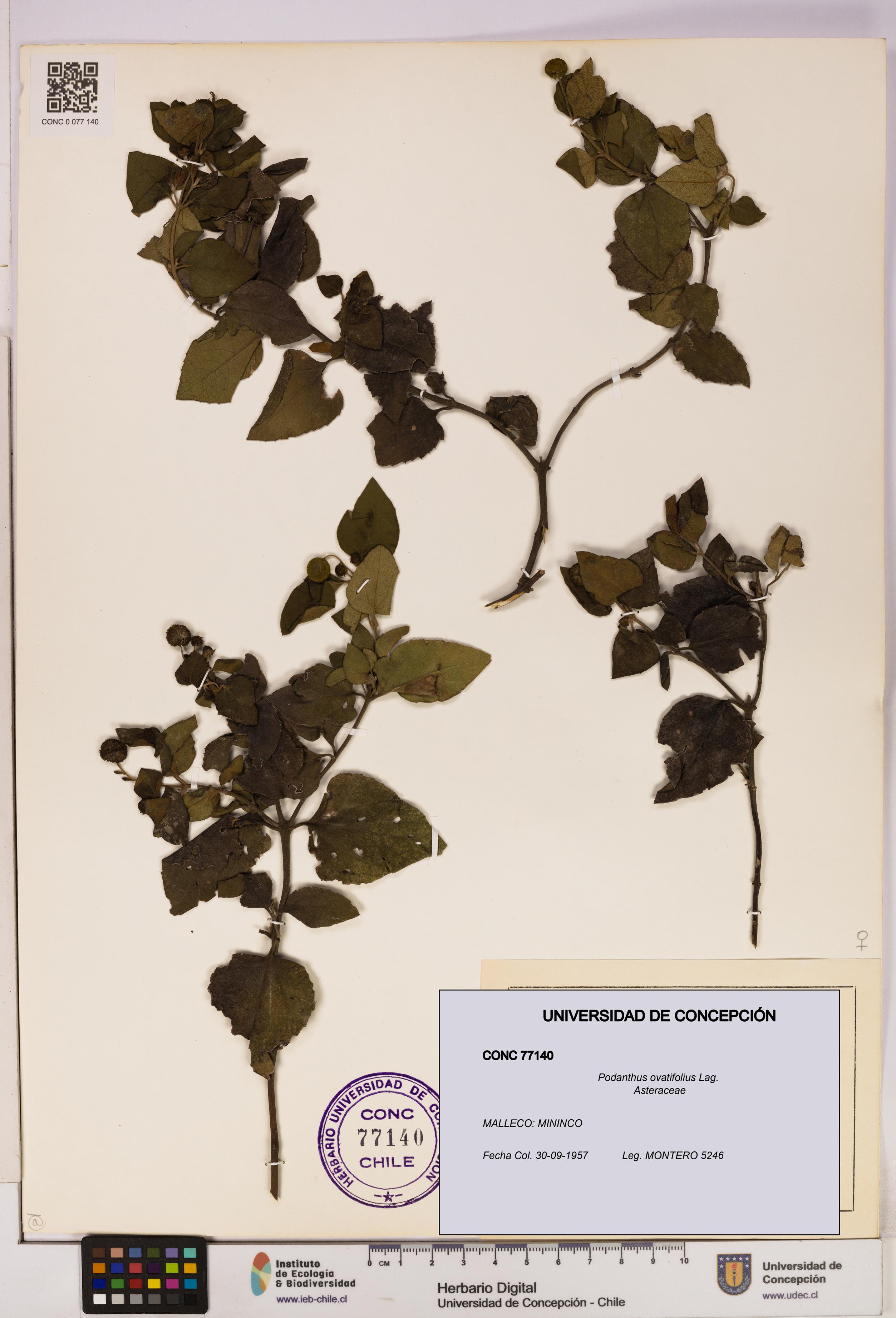 Podanthus ovatifolius [Espécimen: ]