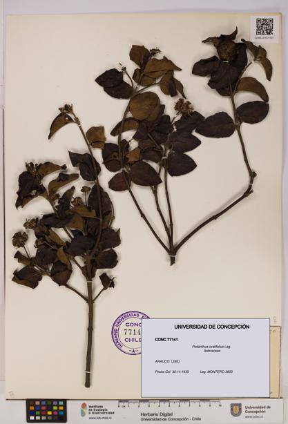 Podanthus ovatifolius [Espécimen: ]