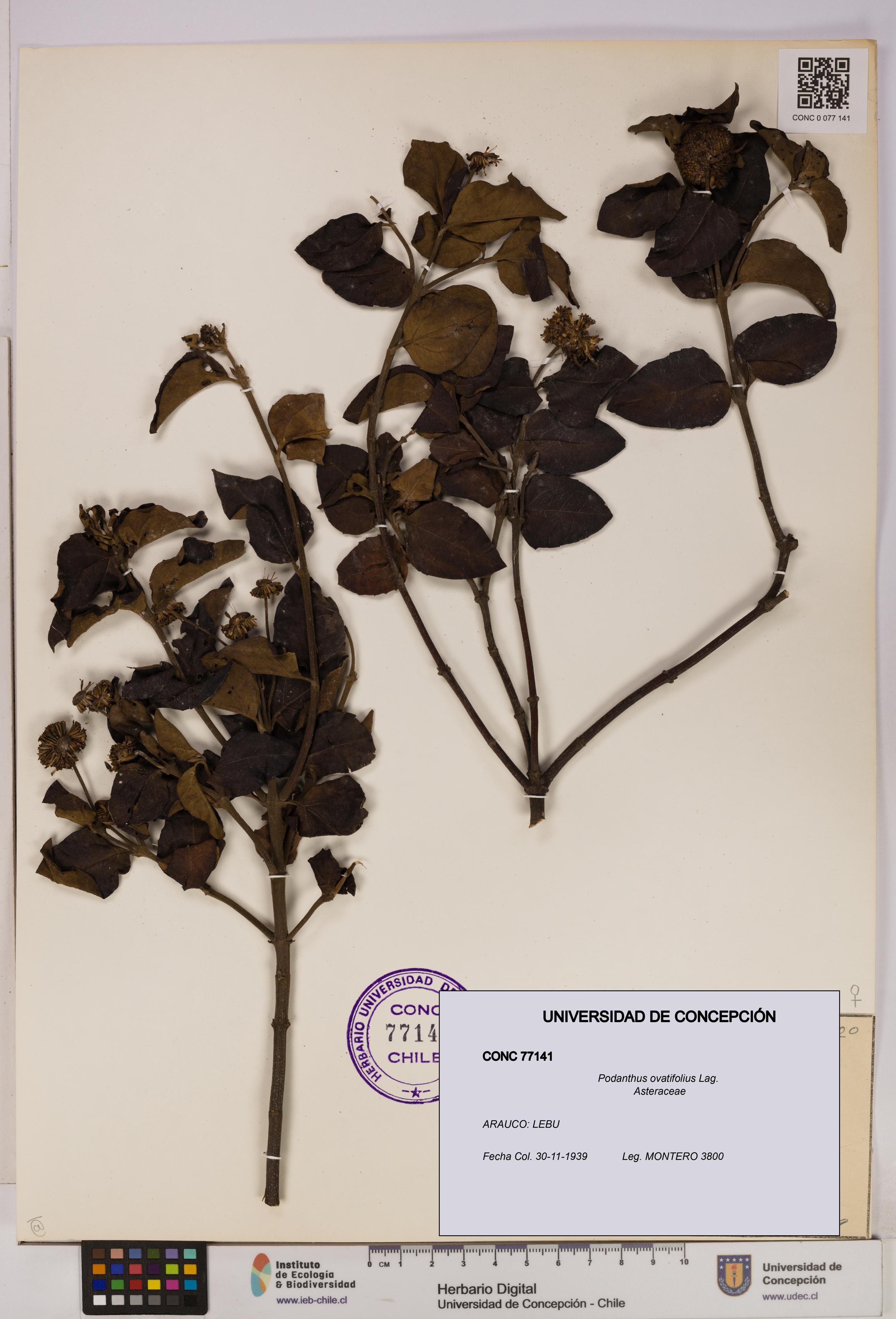 Podanthus ovatifolius [Espécimen: ]