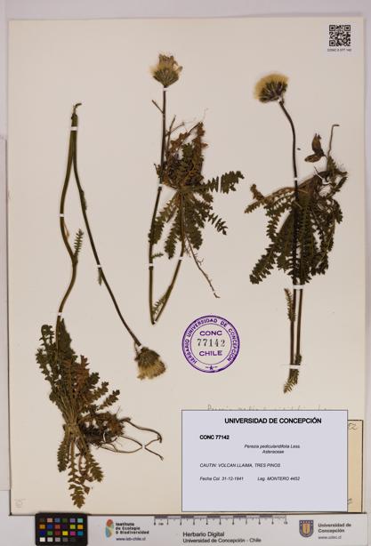 Perezia pedicularidifolia [Espécimen: UDEC:CONC:0077142]