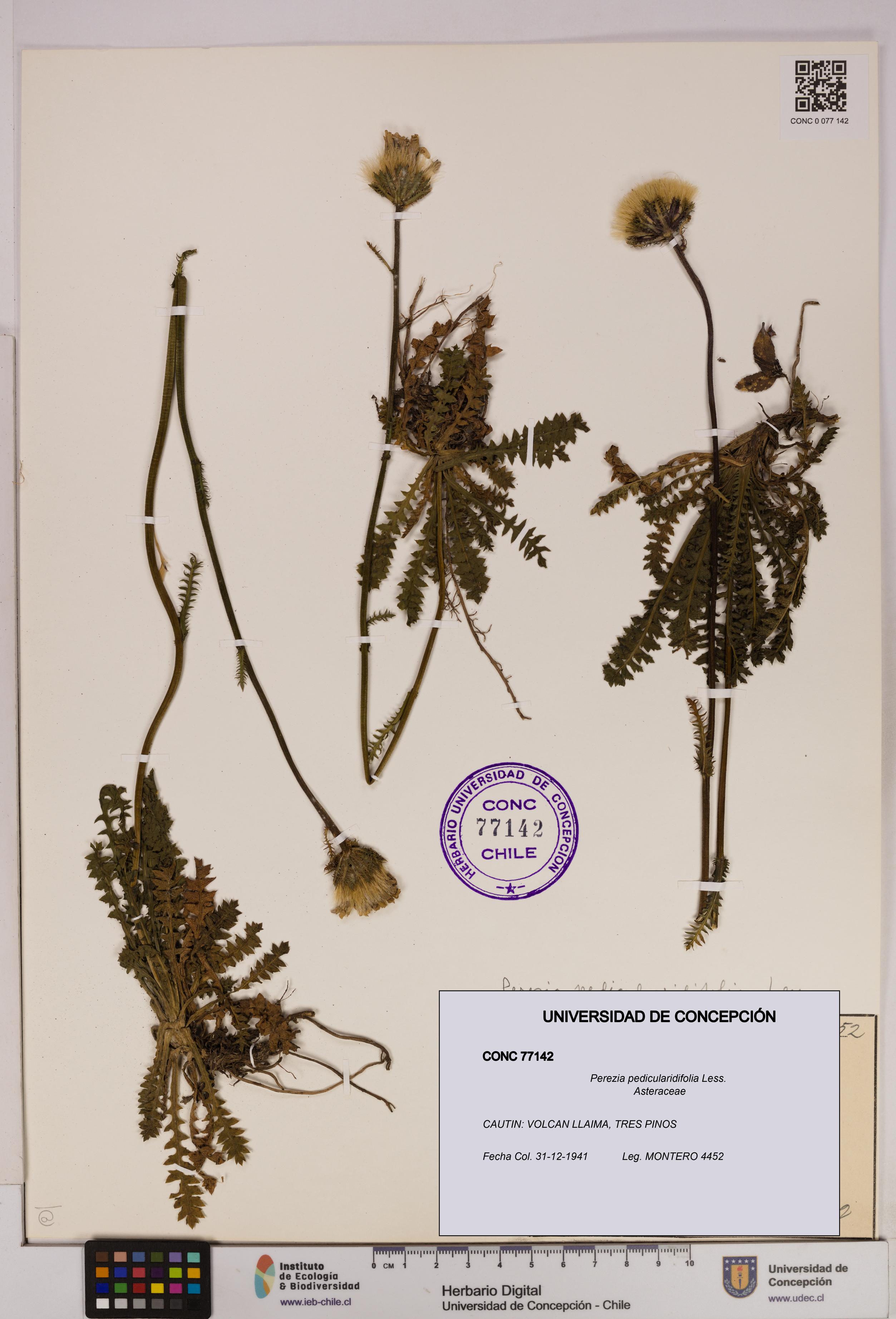 Perezia pedicularidifolia [Espécimen: UDEC:CONC:0077142]