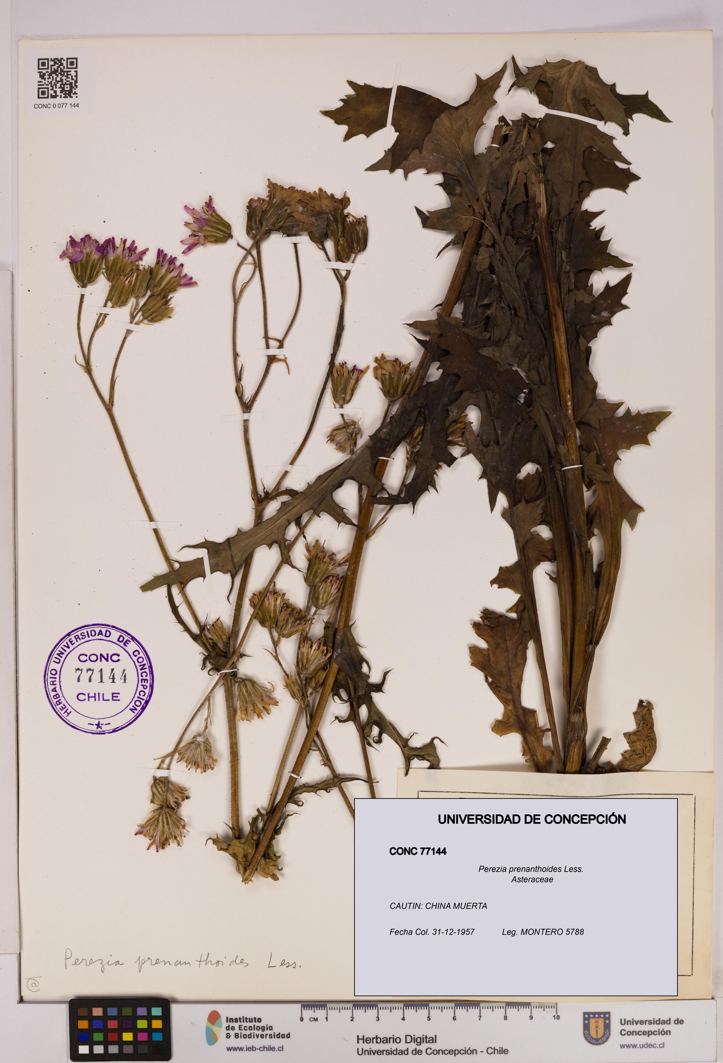 Perezia prenanthoides [Espécimen: UDEC:CONC:0077144]