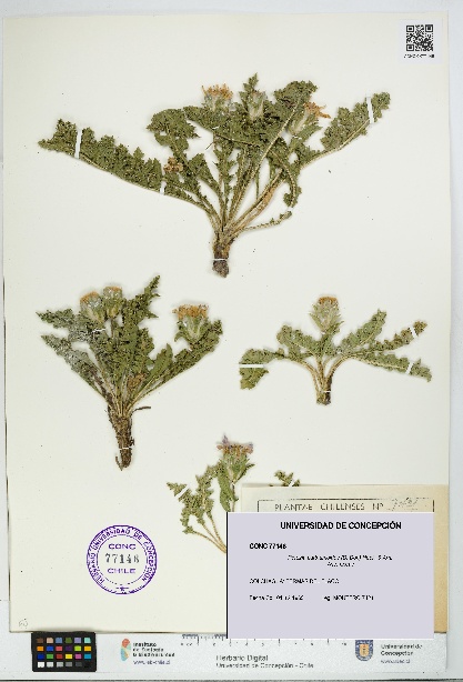Perezia carthamoides [Espécimen: UDEC:CONC:0077146]