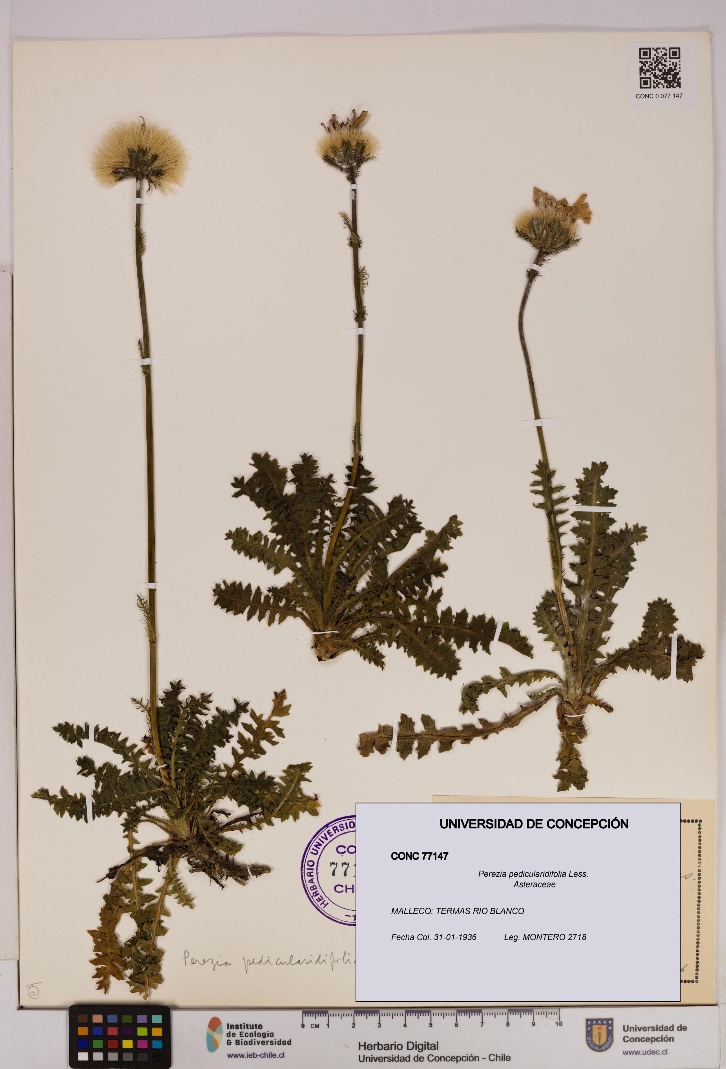 Perezia pedicularidifolia [Espécimen: UDEC:CONC:0077147]