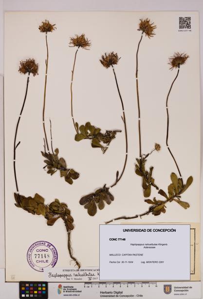 Haplopappus nahuelbutae [Espécimen: UDEC:CONC:0077148]