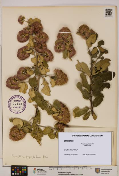 Proustia pyrifolia [Espécimen: UDEC:CONC:0077153]
