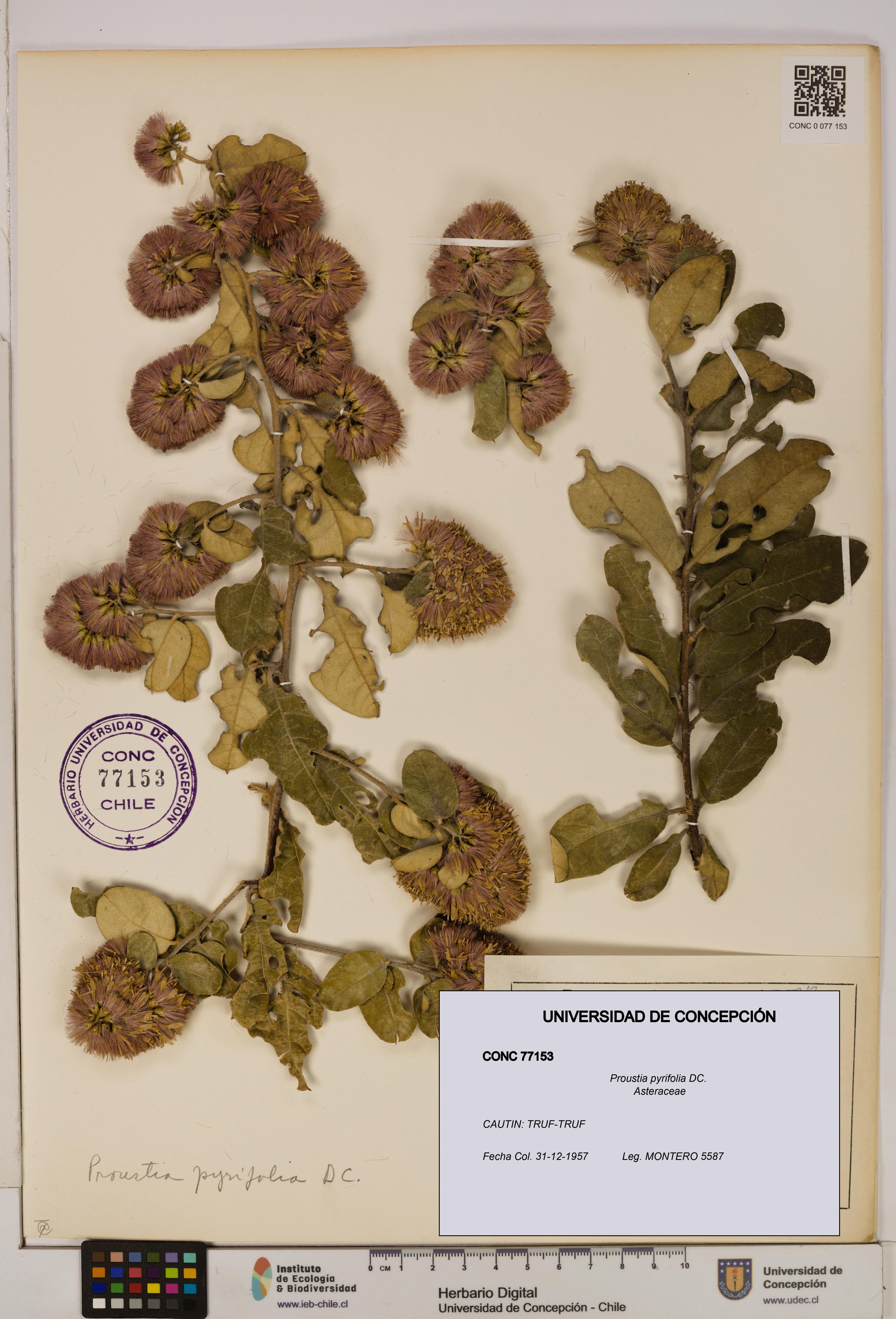 Proustia pyrifolia [Espécimen: UDEC:CONC:0077153]