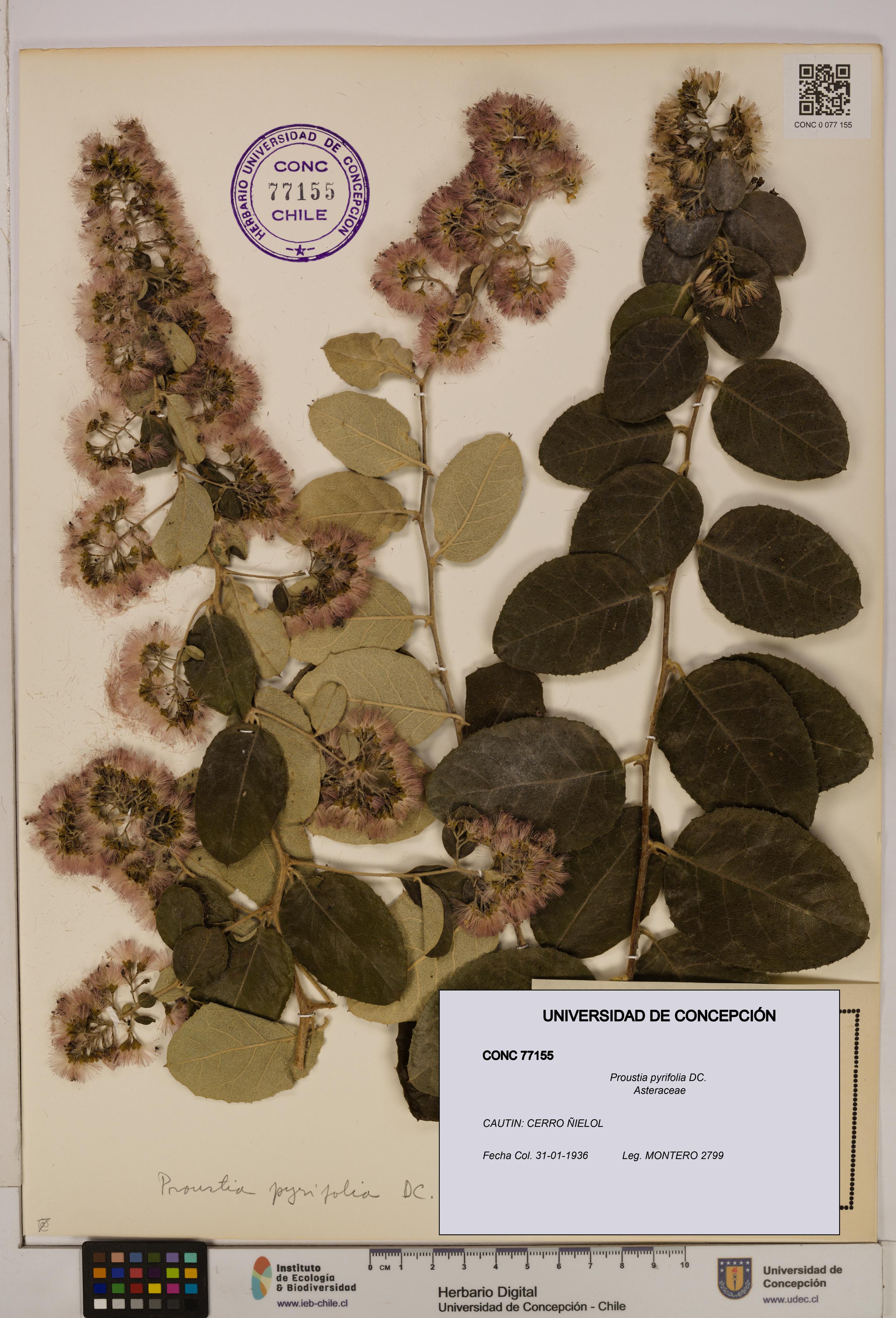 Proustia pyrifolia [Espécimen: UDEC:CONC:0077155]