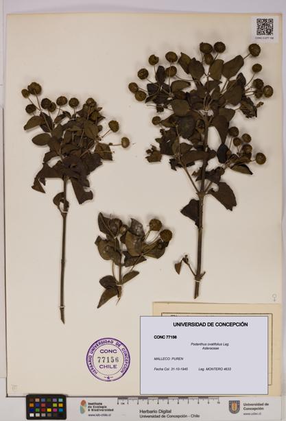 Podanthus ovatifolius [Espécimen: ]