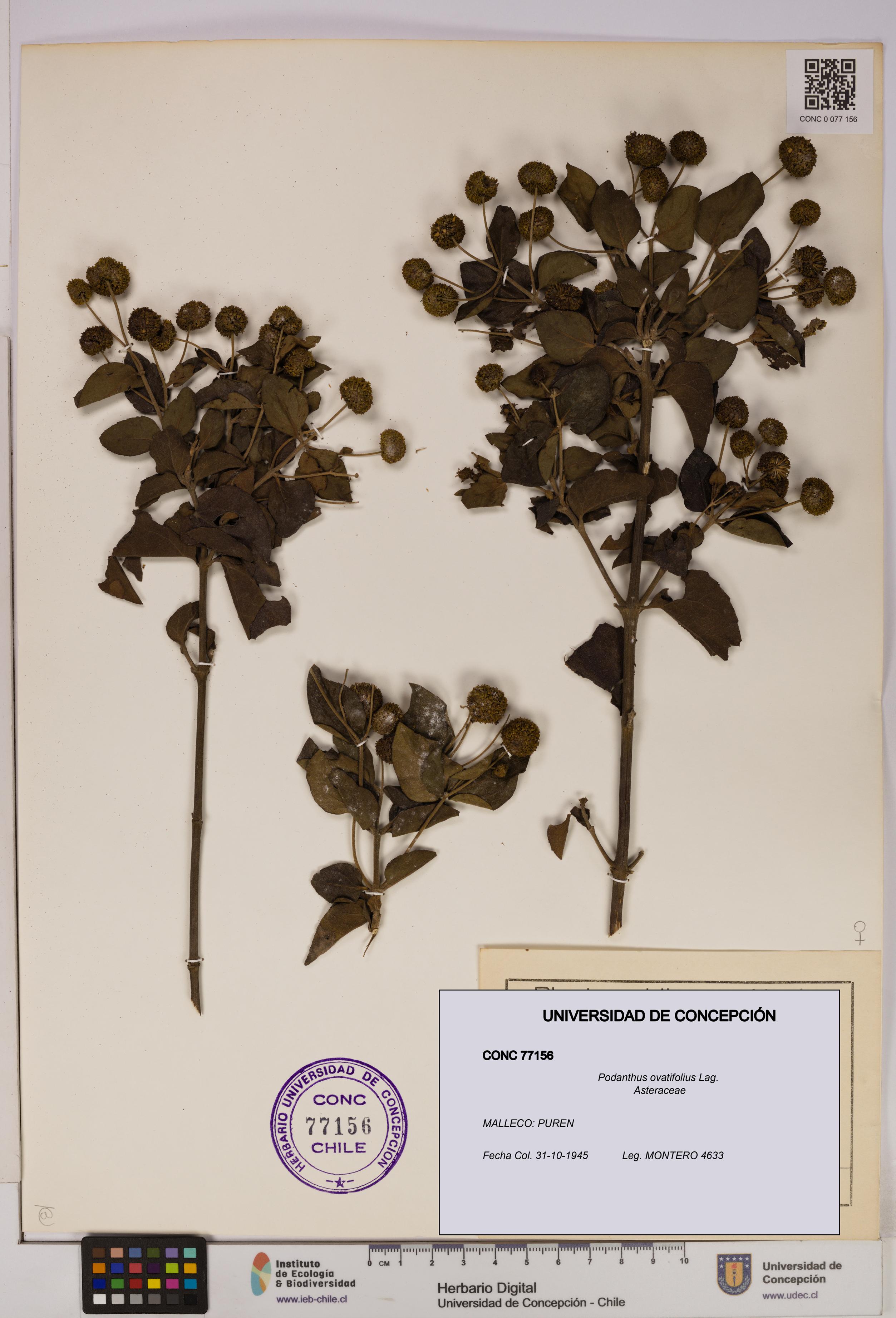 Podanthus ovatifolius [Espécimen: ]
