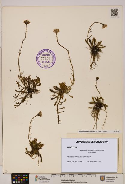Haplosticha trifurcata [Espécimen: UDEC:CONC:0077159]