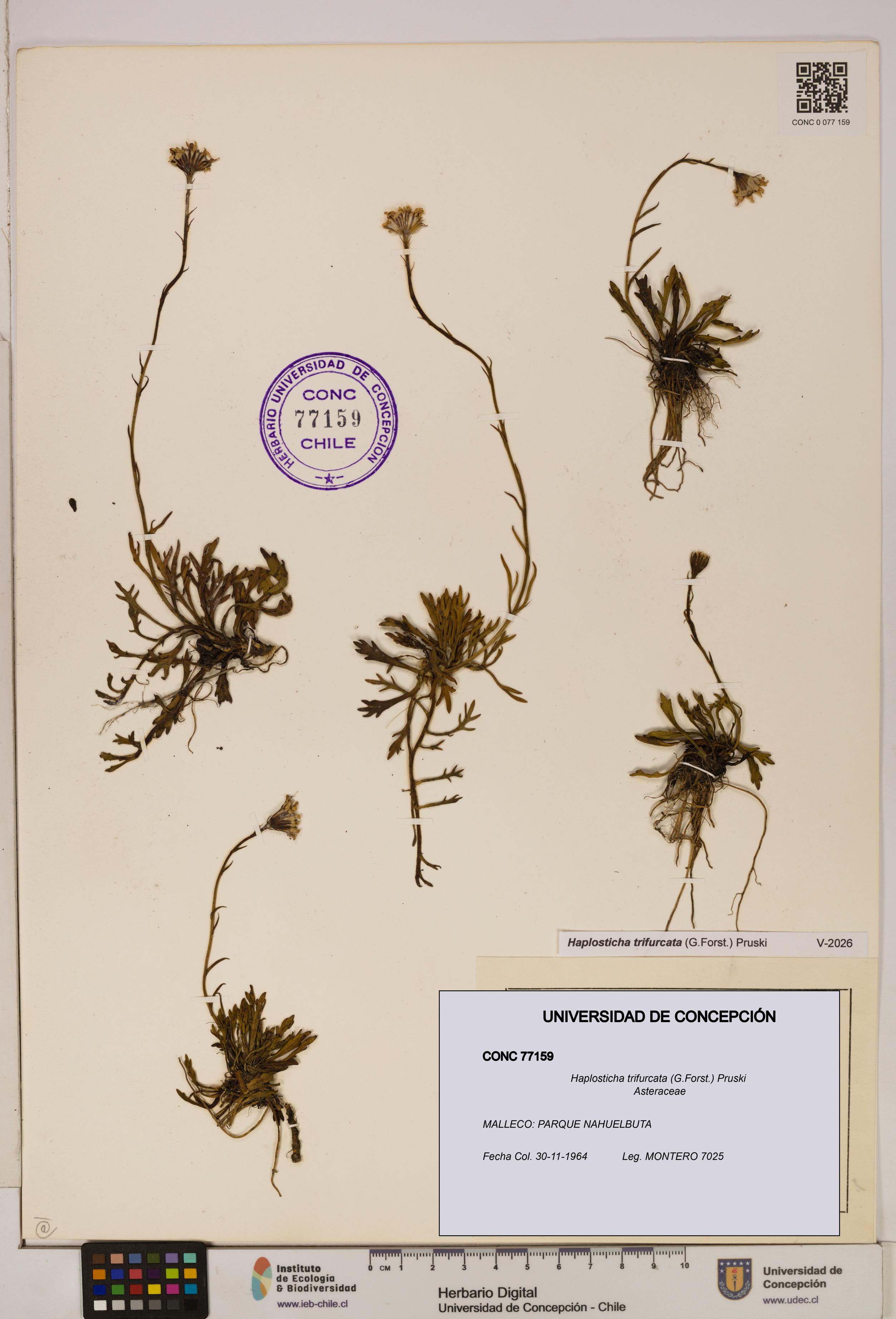 Haplosticha trifurcata [Espécimen: UDEC:CONC:0077159]
