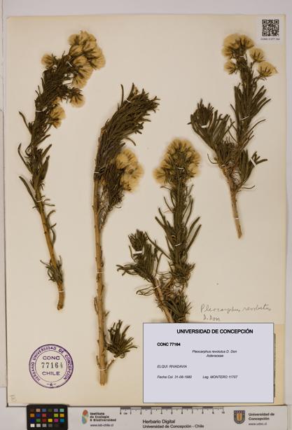 Pleocarphus revolutus [Espécimen: UDEC:CONC:0077164]