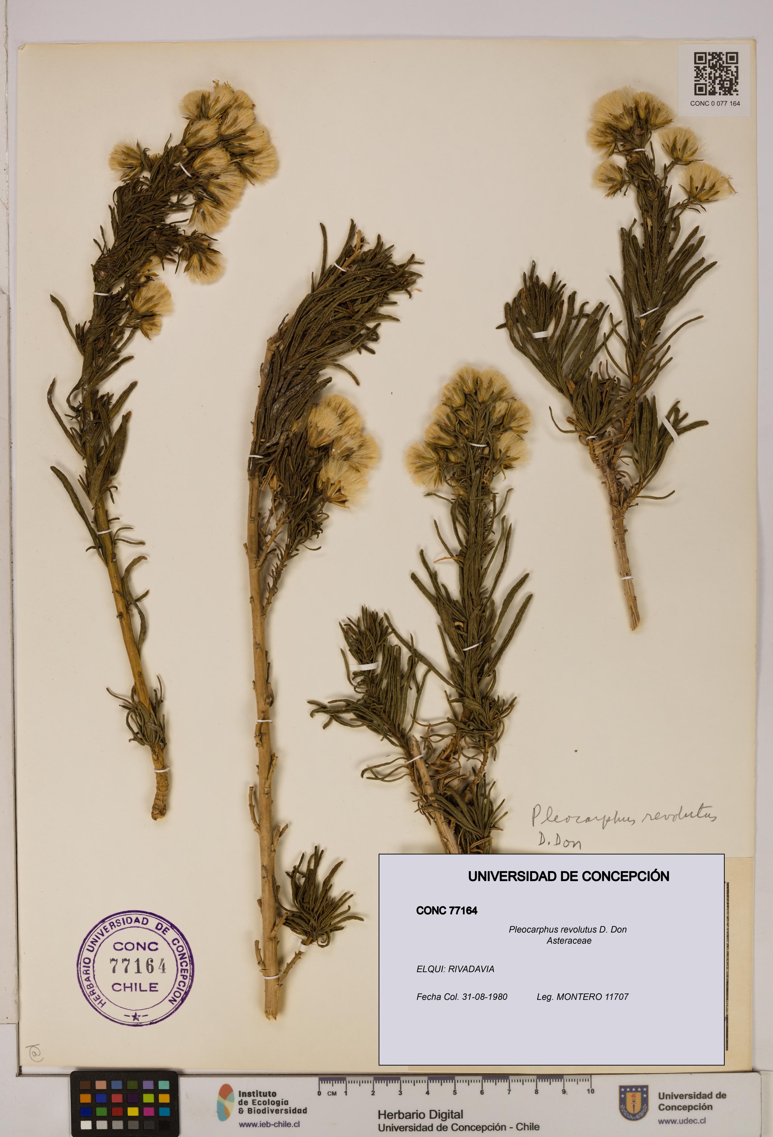 Pleocarphus revolutus [Espécimen: UDEC:CONC:0077164]