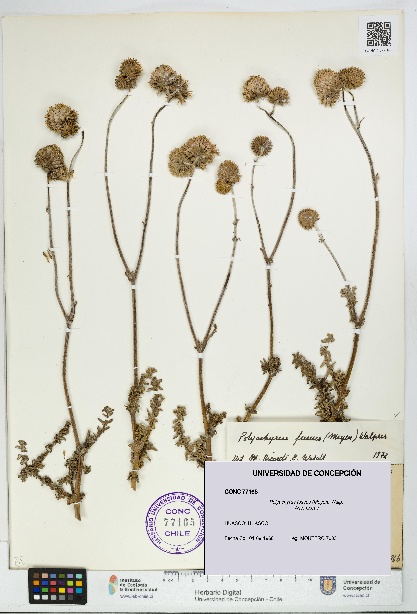 Polyachyrus fuscus [Espécimen: UDEC:CONC:0077165]