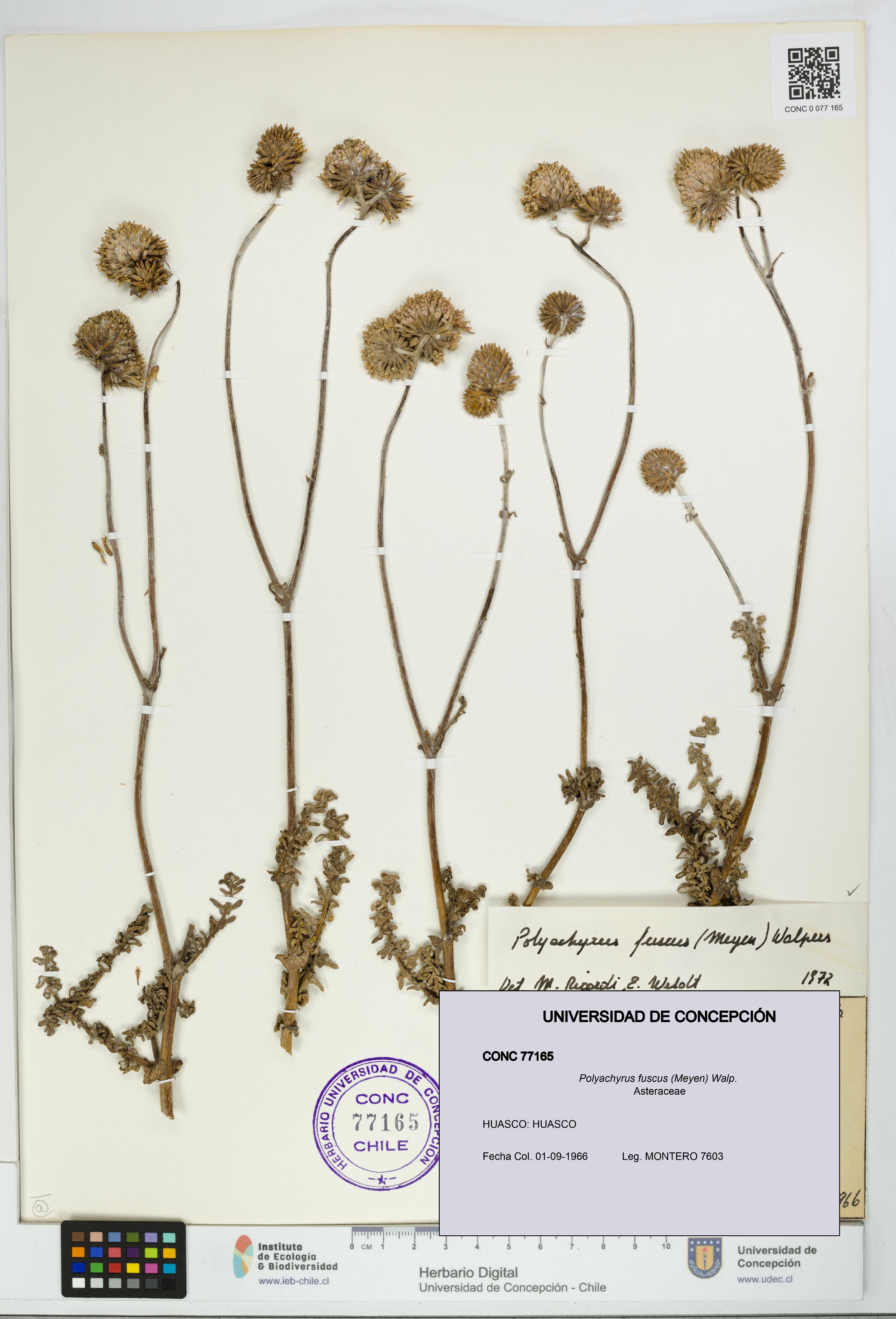 Polyachyrus fuscus [Espécimen: UDEC:CONC:0077165]