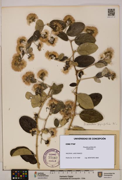 Proustia pyrifolia [Espécimen: UDEC:CONC:0077167]
