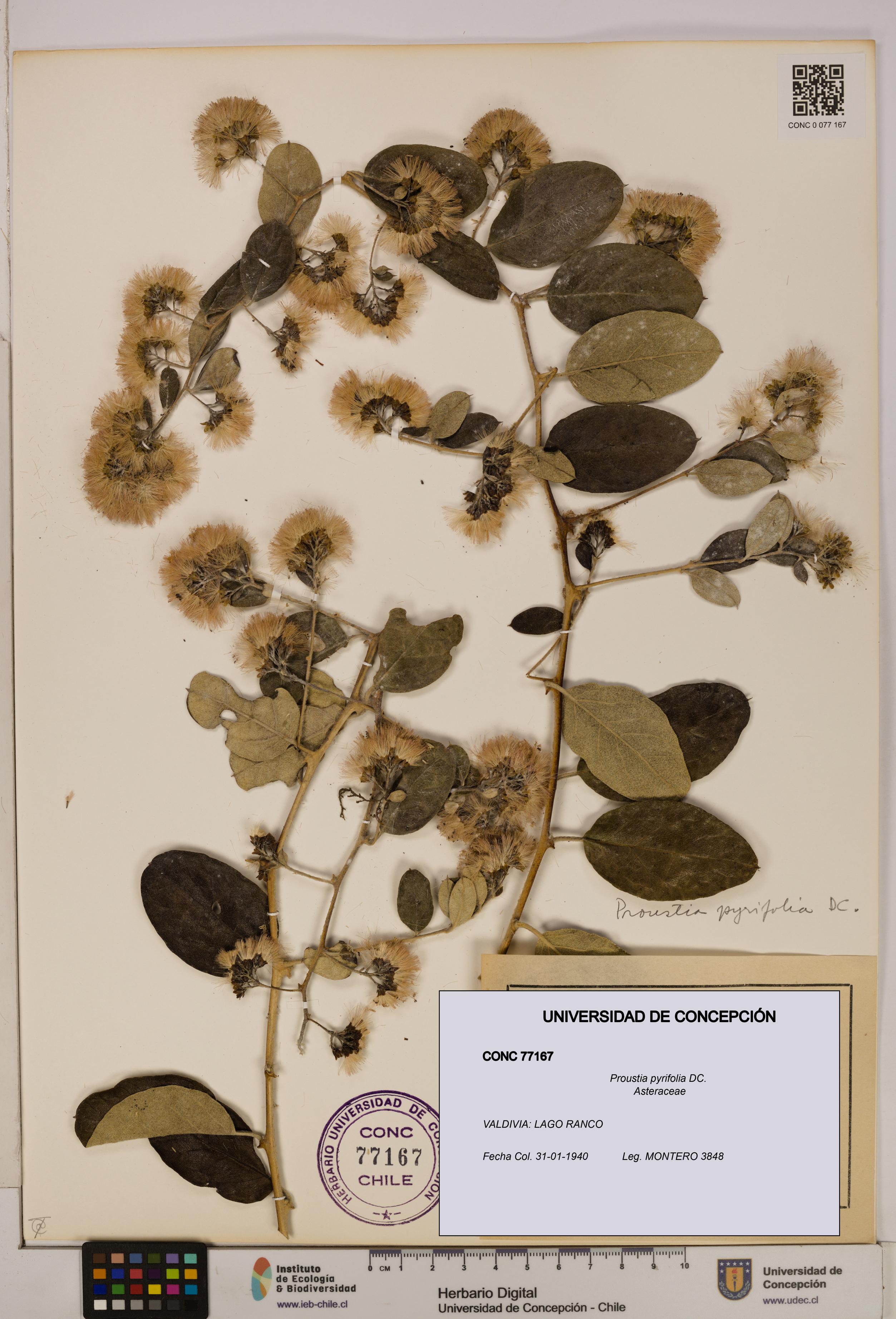Proustia pyrifolia [Espécimen: UDEC:CONC:0077167]
