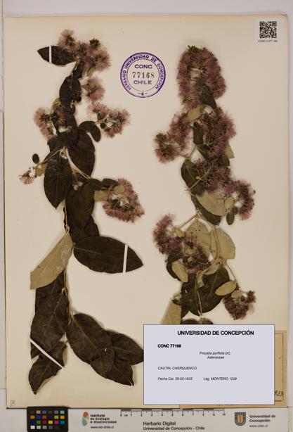 Proustia pyrifolia [Espécimen: UDEC:CONC:0077168]