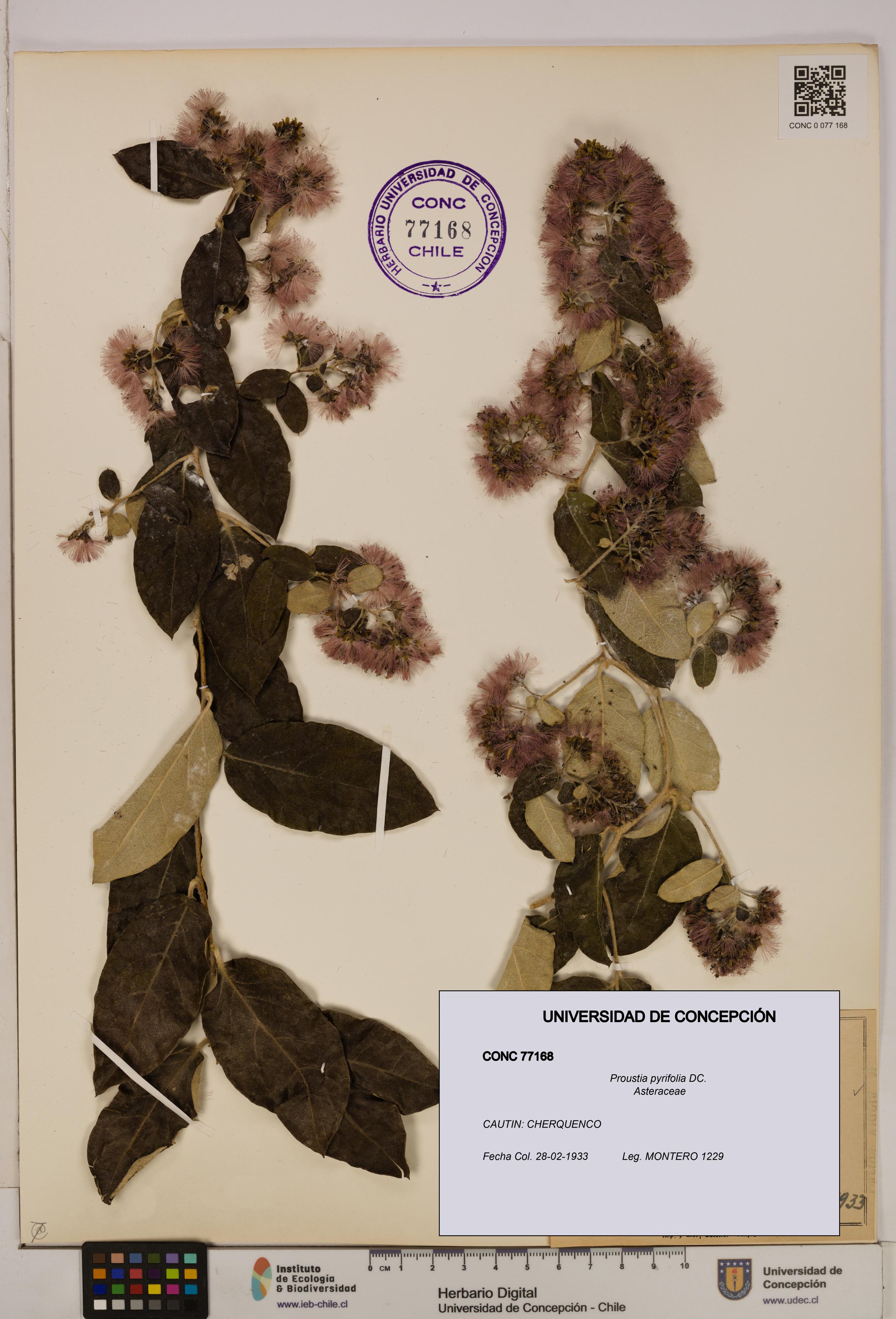 Proustia pyrifolia [Espécimen: UDEC:CONC:0077168]