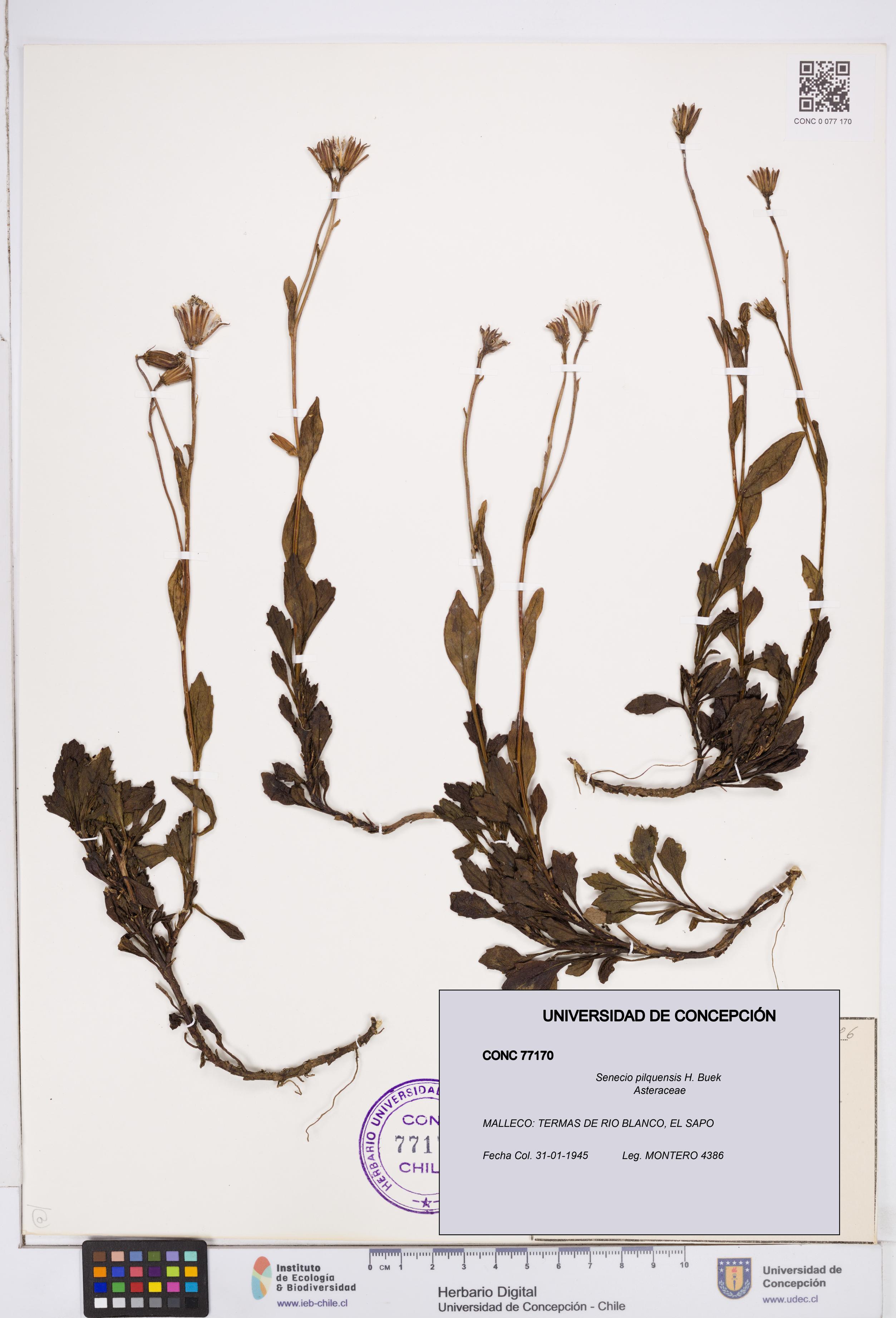 Senecio pilquensis [Espécimen: ]
