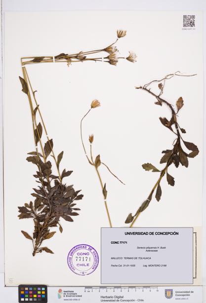 Senecio pilquensis [Espécimen: ]