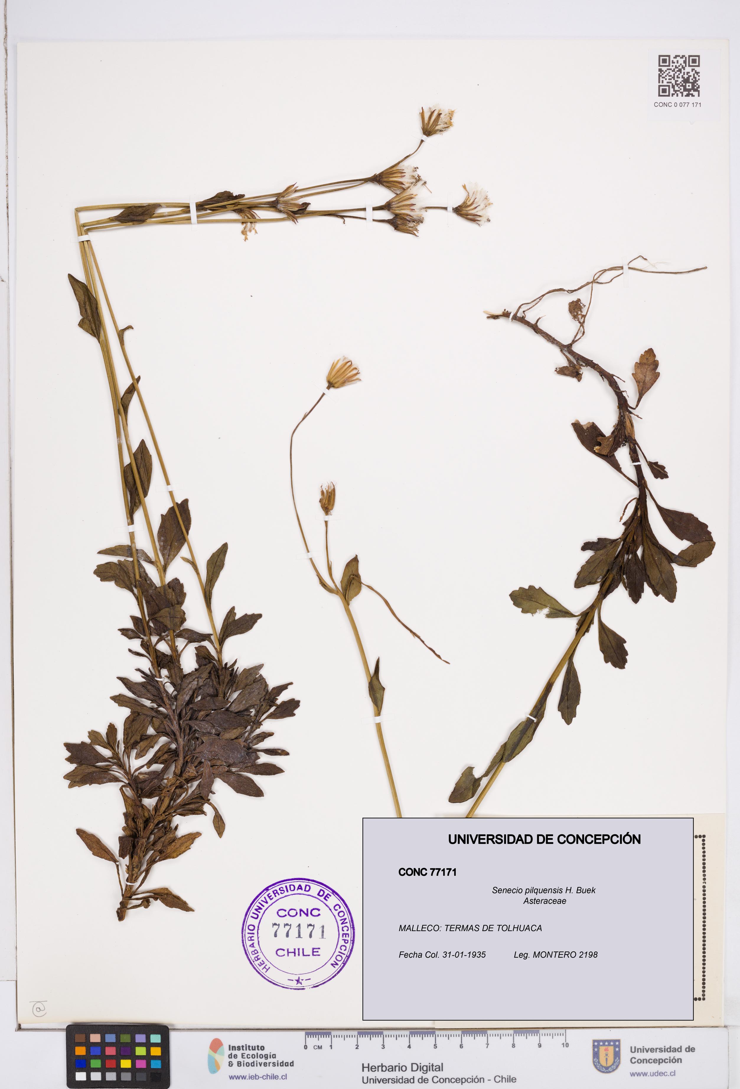 Senecio pilquensis [Espécimen: ]