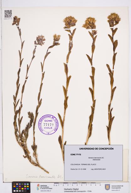 Senecio laevicaulis [Espécimen: ]
