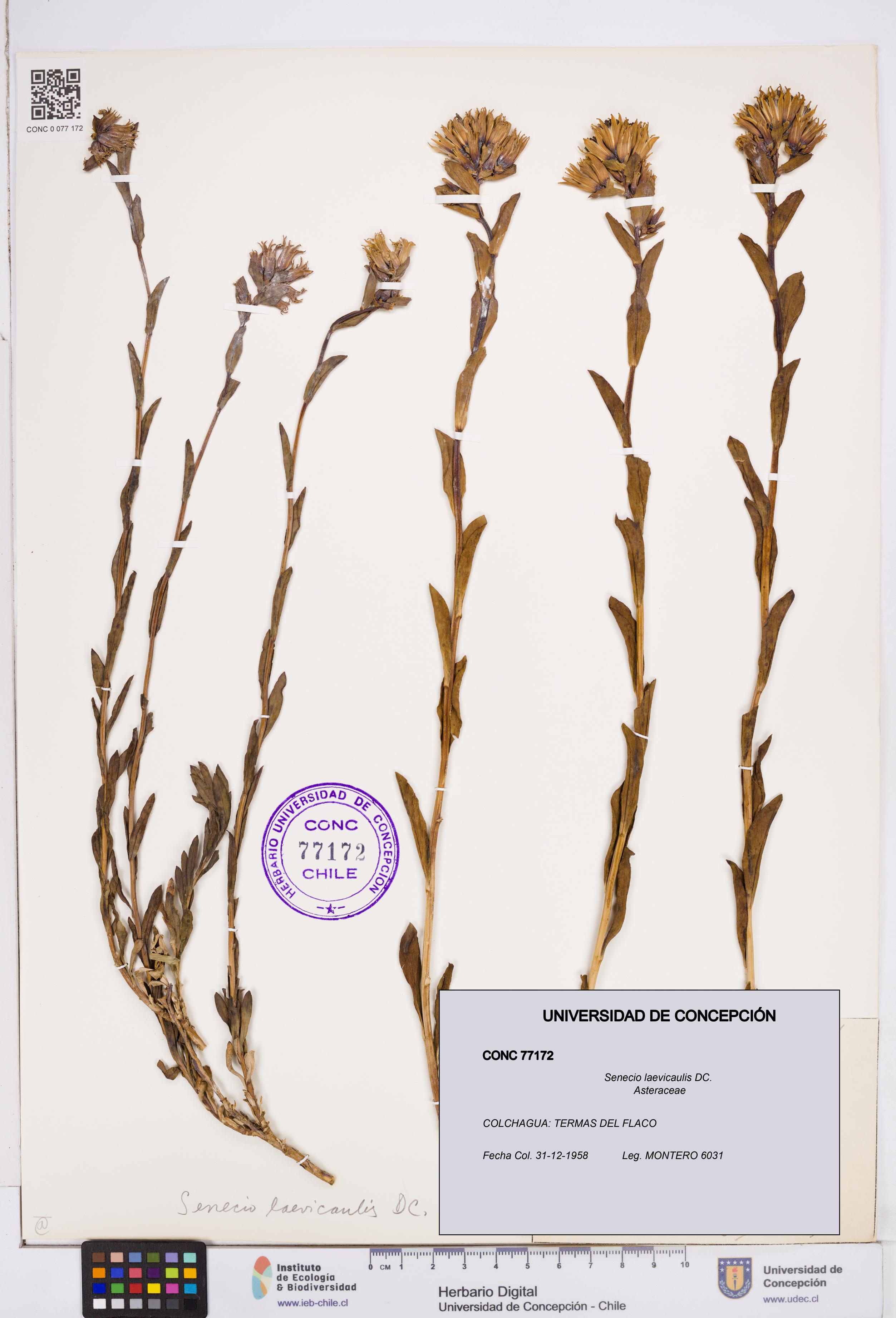 Senecio laevicaulis [Espécimen: ]
