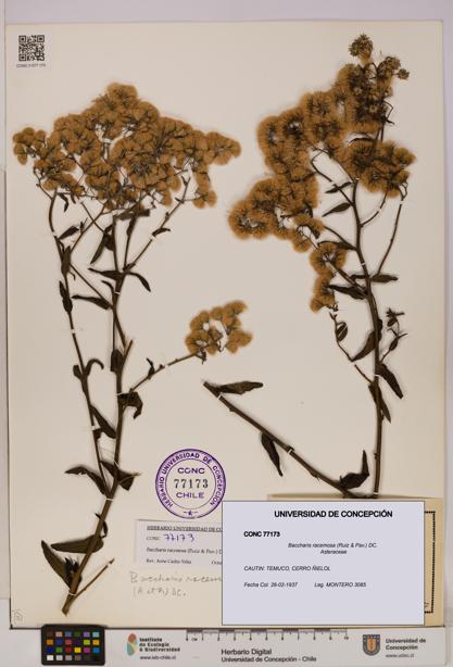 Baccharis racemosa [Espécimen: UDEC:CONC:0077173]