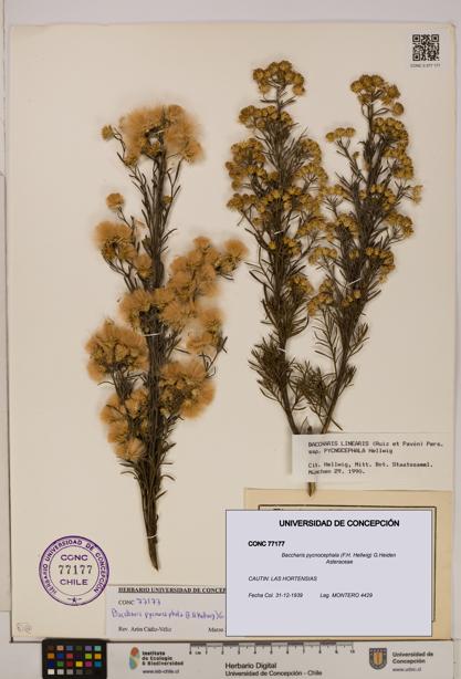 Baccharis pycnocephala [Espécimen: UDEC:CONC:0077177]